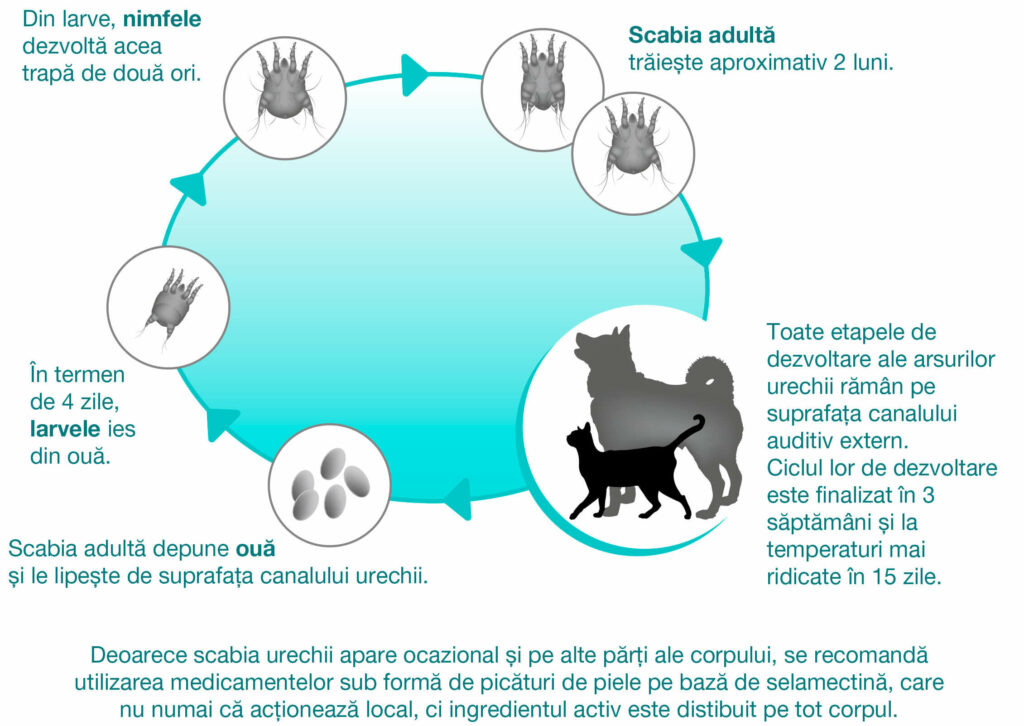 Scabia are 4 etape de dezvoltare - ou, larvă, nimfă și parazit adult. Întregul ciclu de viață are loc în canalul urechii. Scabia adultă trăiește aproximativ 2 luni.