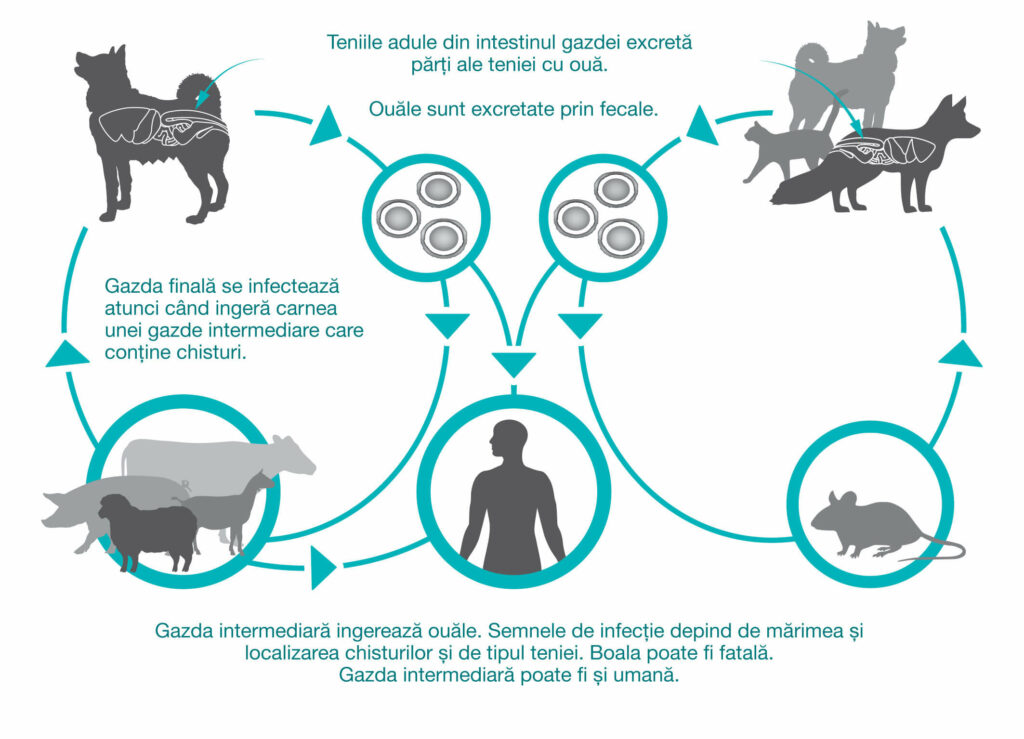 Ciclul de dezvoltare a teniei Echinococcus